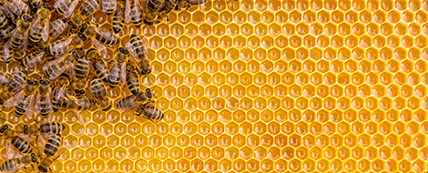 Honey Bee Honeycomb