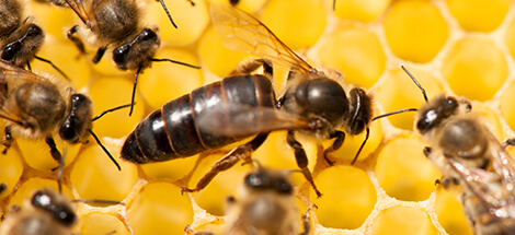 Queen Honey Bee