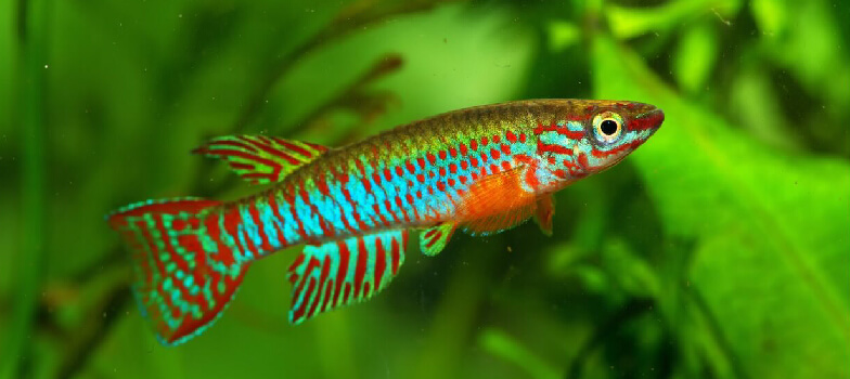 Killifish