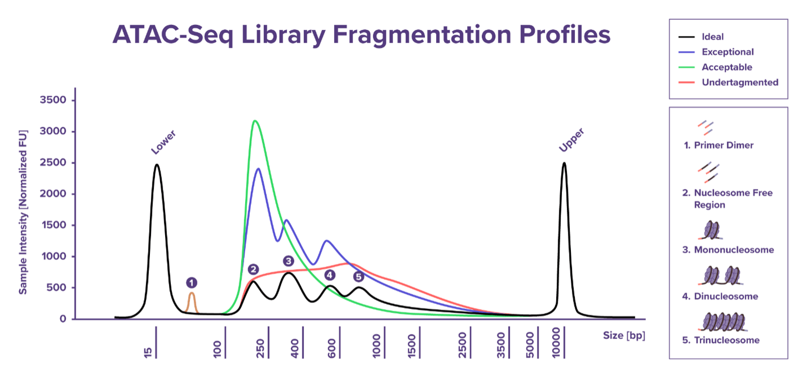 ATAC-seq library