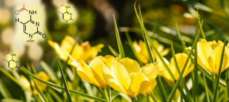 Plant modifications