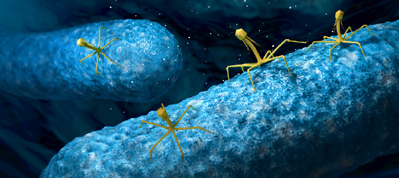 Phage close-up