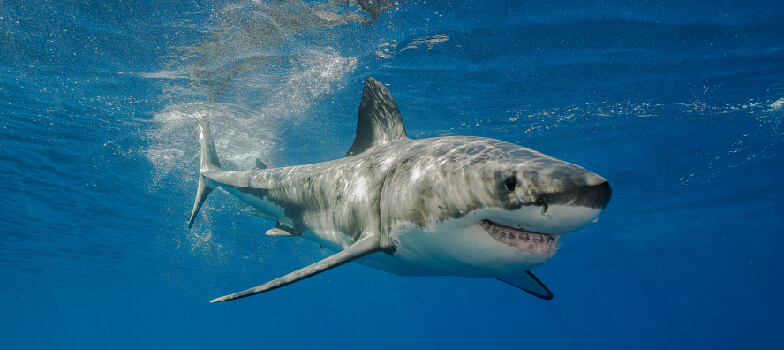 Shark