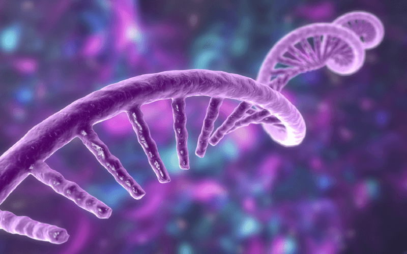 DNA strand