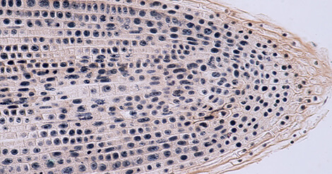 RNA methylation in plants