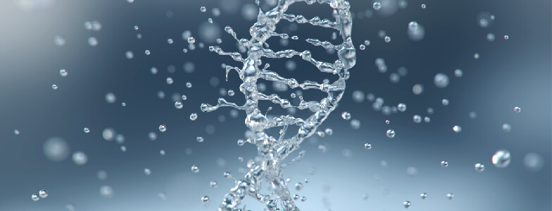 Chromatin Fragmentation