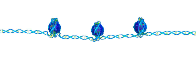 Chromatin Fixation