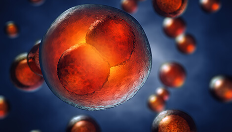 Zygotic genome activation