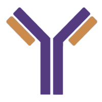 ChIP antibody
