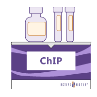 ChIP kit