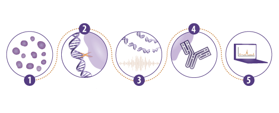 ATAC-Seq Kit