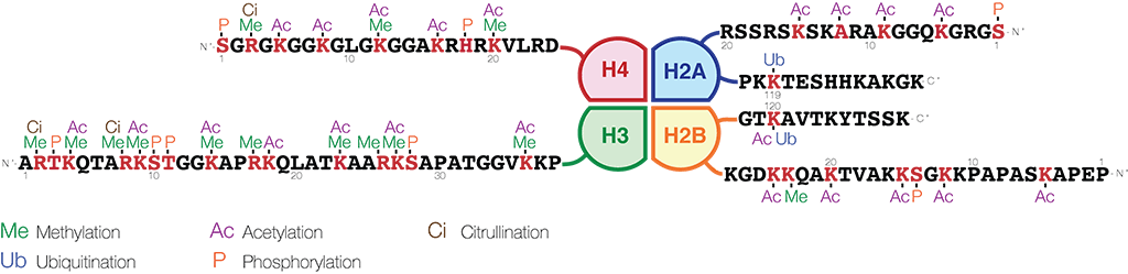 Histone Modifications