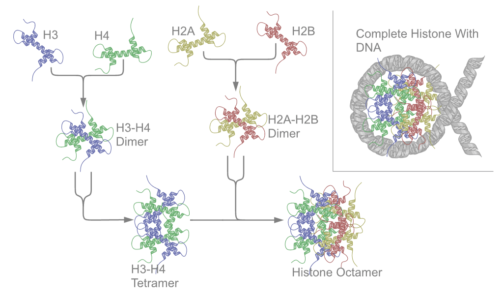 Nucleosome Structure