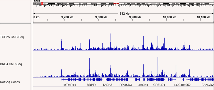 ChIP-Seq shows co-localization of TOP2A and BRD4 binding sites.