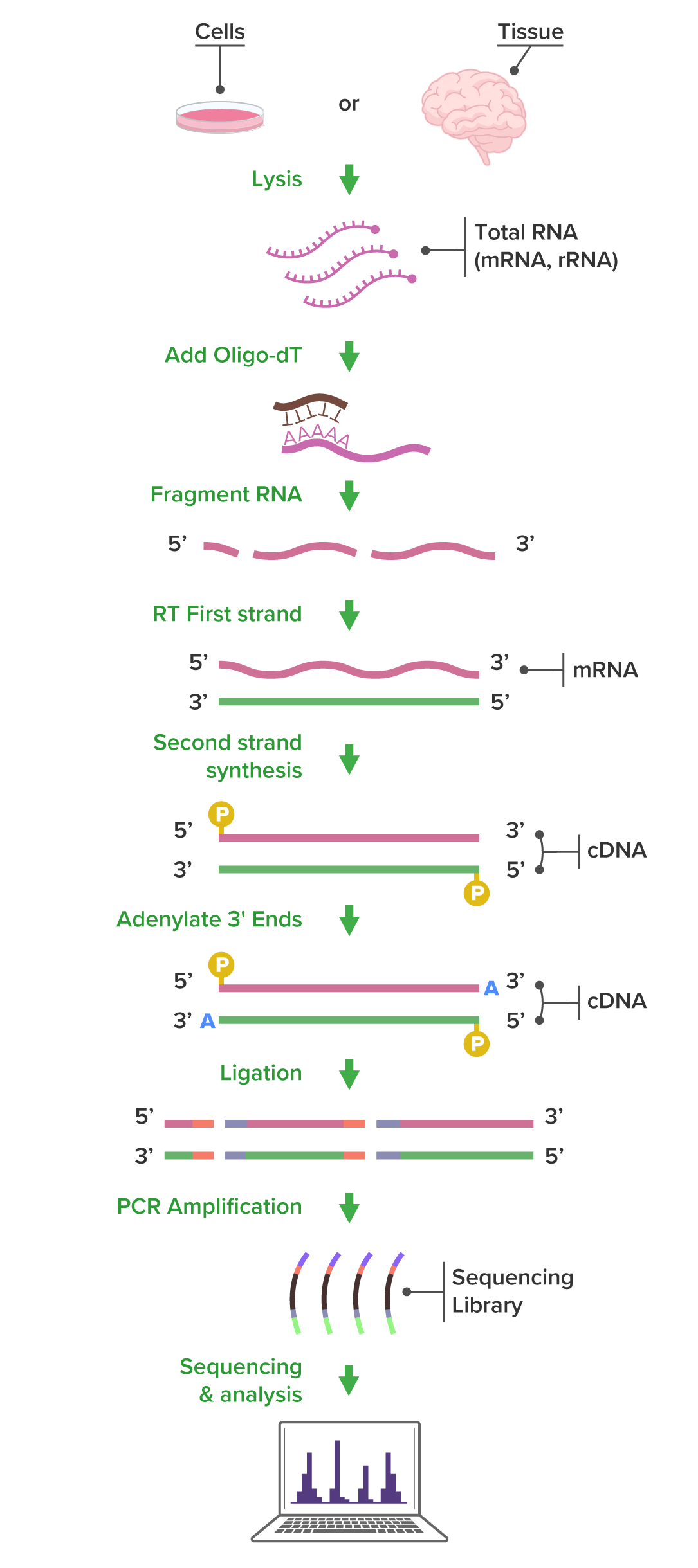 RNA-Seq Workflow