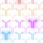 Services antibodies