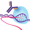RNA pol II ChIP-Seq