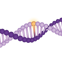 DNA Methylation Services