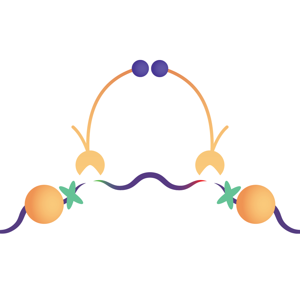 Fixed ATAC-Seq Service