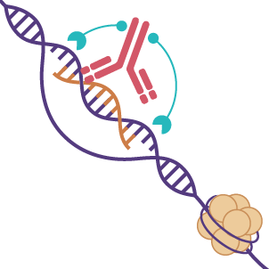 Single-Cell Multiome Service