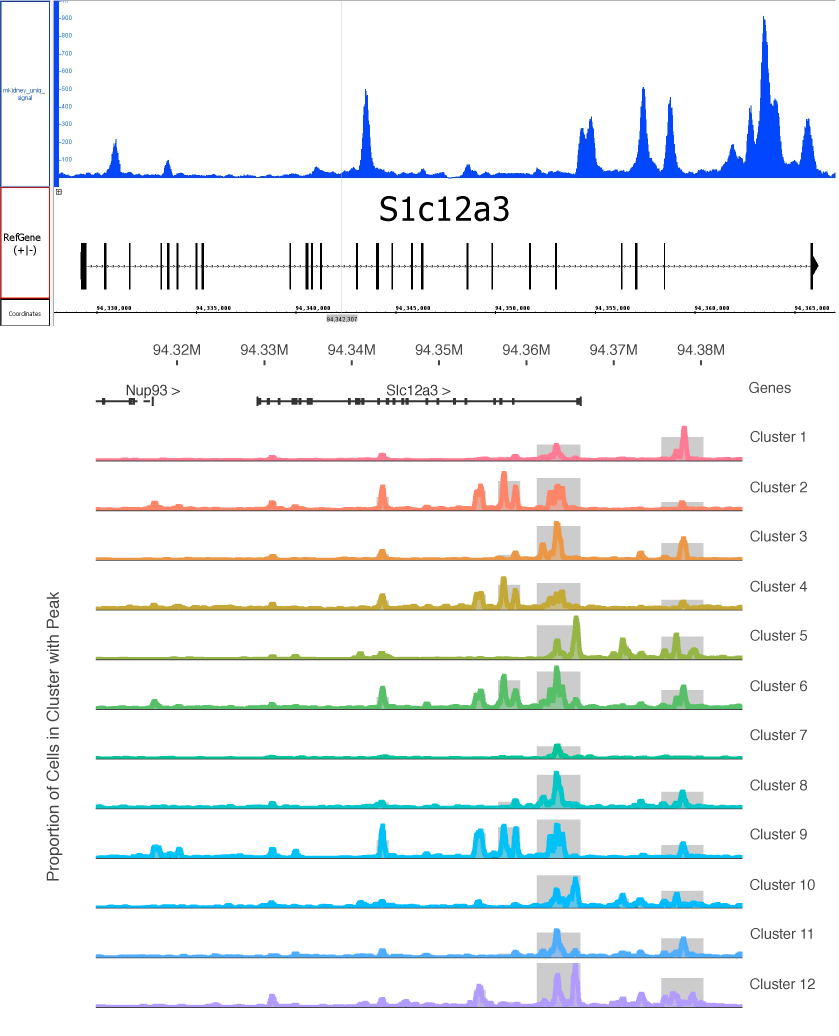 Single-Cell ATAC-Seq graph