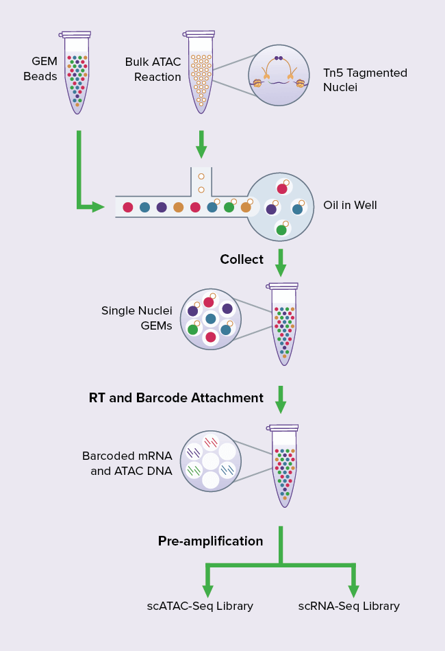 How the CUT&Tag Assay Works
