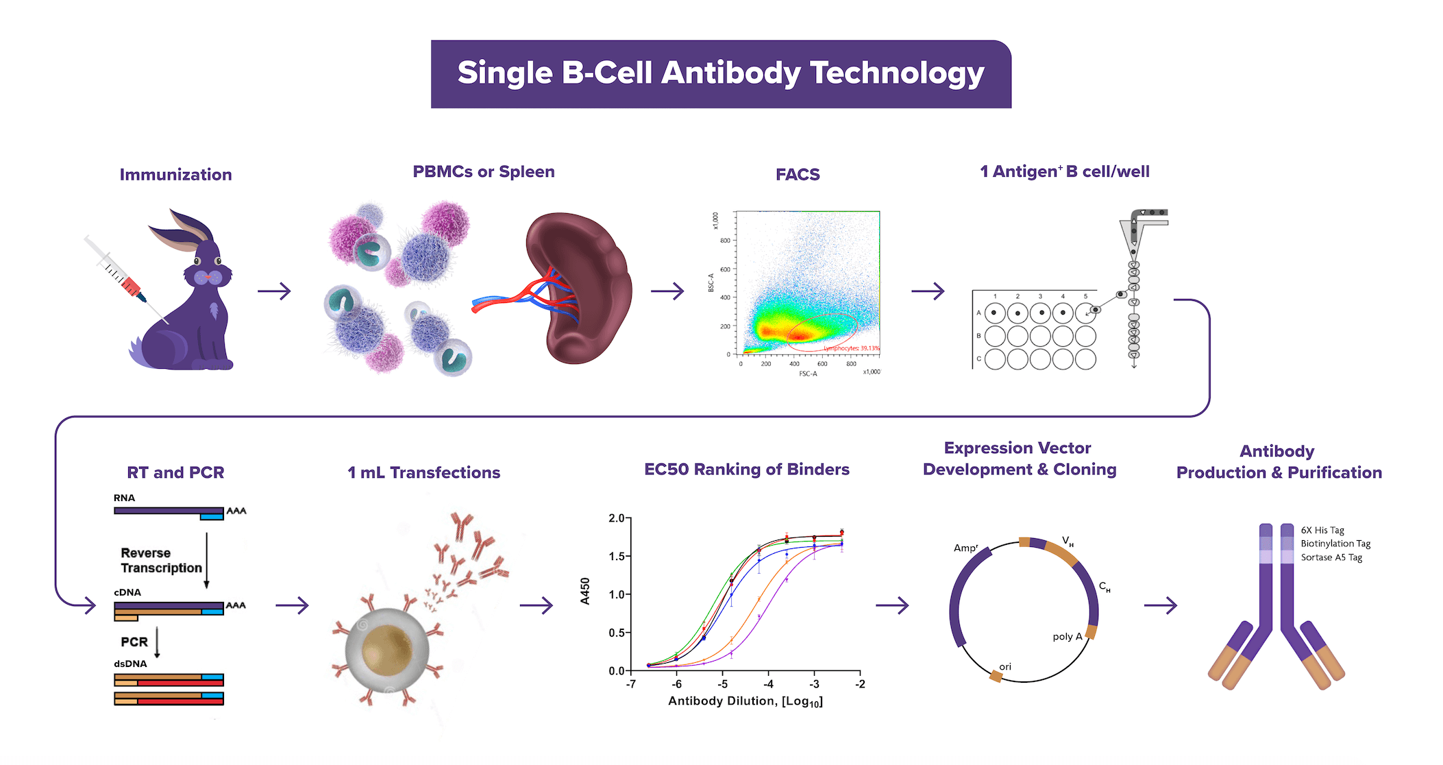 Single B-cell Cloning Technology