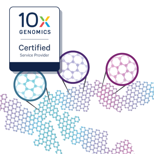 Single Cell ATAC-Seq (scATAC) Service