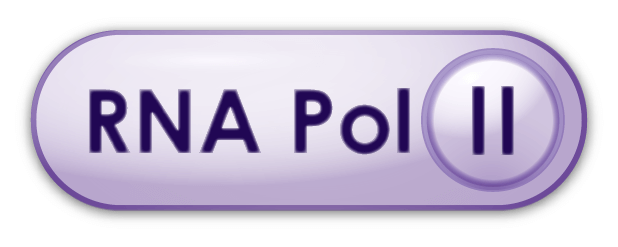 RNA Rol II