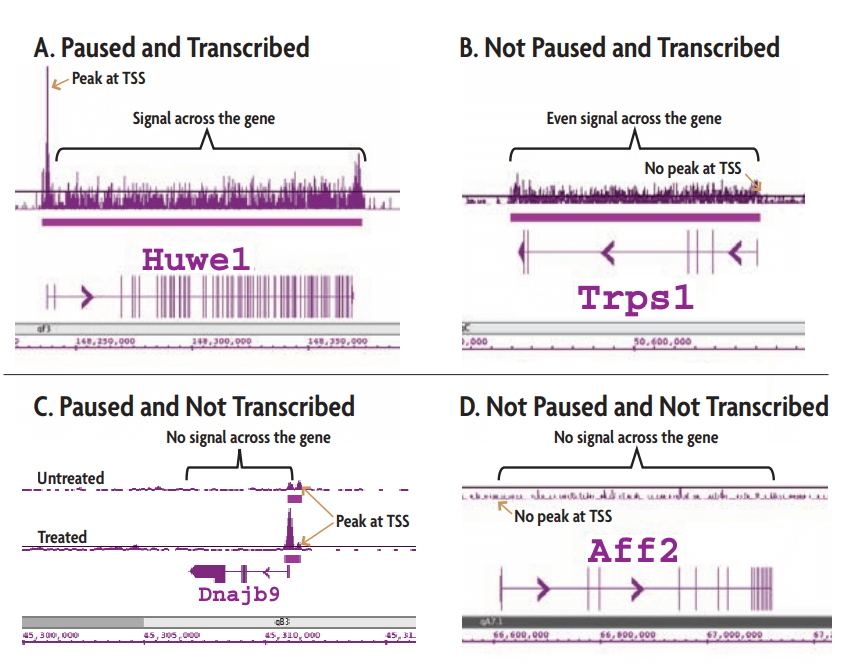 Transcription Path