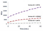 Recombinant Sortase A5 protein specificity for LPETG sequence.