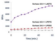 Recombinant Sortase (2A.9) protein specificity for LAETG sequence.