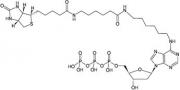 Structure of Biotin-14-dATP