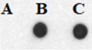 DNA polymerase incorporation of biotin-14-dATP via nick translation.