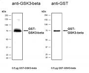 Recombinant GSK3β protein, active analyzed by SDS-PAGE gel.