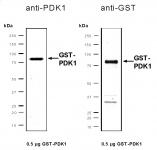 Recombinant PDK1 protein, active analyzed by SDS-PAGE gel.