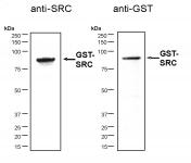 Recombinant Src protein analyzed by SDS-PAGE gel.