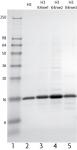 Recombinant Histone H3 dimethyl Lys4 analyzed by SDS-PAGE gel.