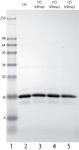 Recombinant Histone H3 dimethyl Lys9 analyzed by SDS-PAGE gel.