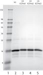 Recombinant Histone H3 trimethyl Lys27 analyzed by SDS-PAGE gel.