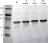 Recombinant Histone H3 trimethyl Lys36 analyzed by SDS-PAGE gel.