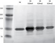 Recombinant Histone H4 trimethyl Lys20 analyzed by SDS-PAGE gel.