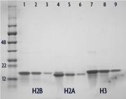 Recombinant Histone H2B analyzed by SDS-PAGE gel.
