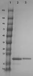 Recombinant Histone H3 acetyl Lys23 analyzed by SDS-PAGE gel.