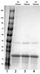 Recombinant Histone H3 dimethyl Lys14 analyzed by SDS-PAGE gel.
