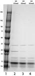 Recombinant Histone H4 dimethyl Lys5 analyzed by SDS-PAGE gel.