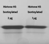 Recombinant Histone H3 biotinylated analyzed by SDS-PAGE gel.