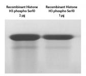 Recombinant Histone H3 phospho Ser10 analyzed by SDS-PAGE gel.