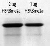Recombinant Histone H3 dimethyl Arg8 analyzed by SDS-PAGE gel.