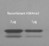 Recombinant Histone H3 dimethyl Lys4 analyzed by SDS-PAGE gel.